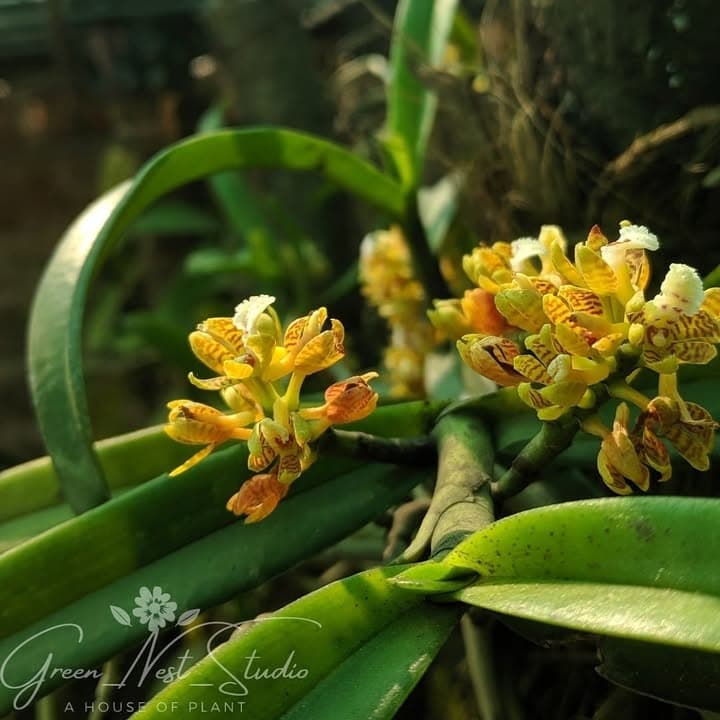 Green Nest Studio yoga class